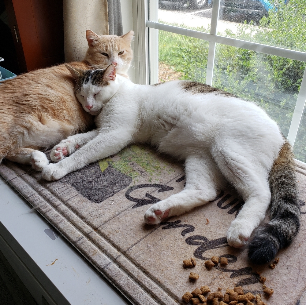 RESCUE KENTUCKY - Picture 6 of 17